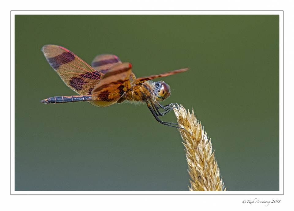 dragonfly 1 copy 4.jpg